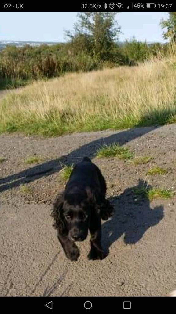 13 week old cocker spaniel puppy